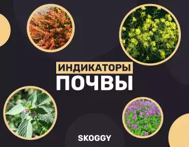 Растения - индикаторы почвы